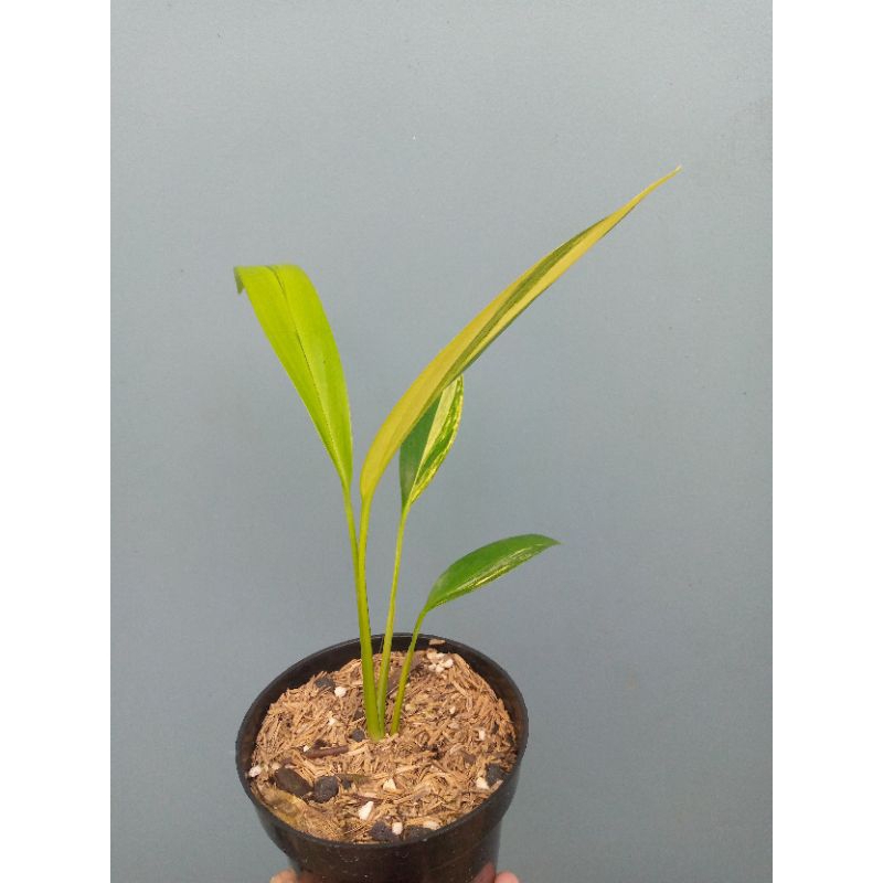 tanaman hias epipremnum amplisimum varigata