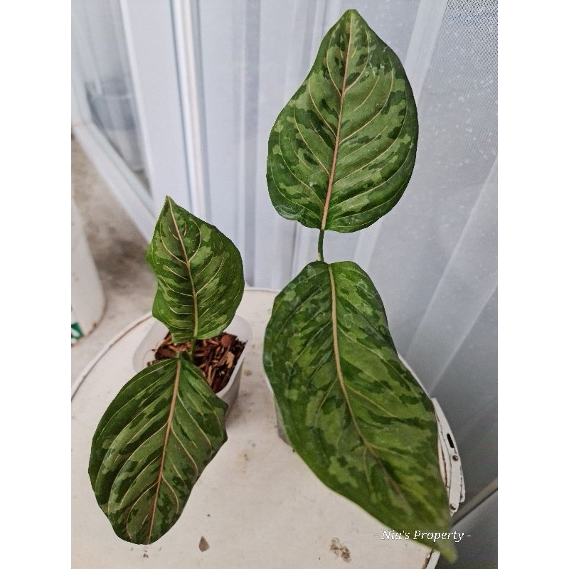 Aglonema Army Tricolor