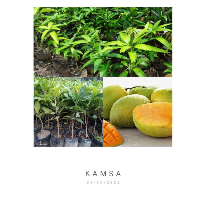 bibit mangga arumanis