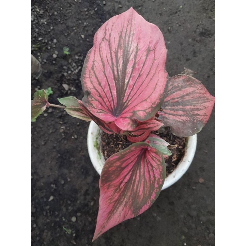KELADI/CALADIUM RED KUJANG DEWASA/KELADI HYBRID THAILAND SERIES