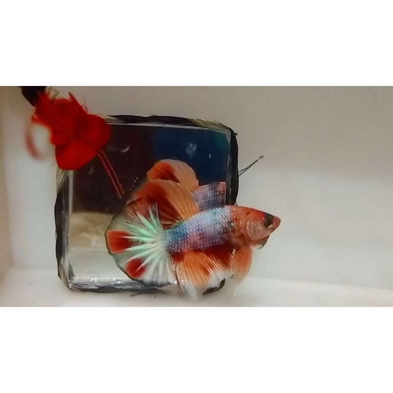 paket cupang Hmpk koi