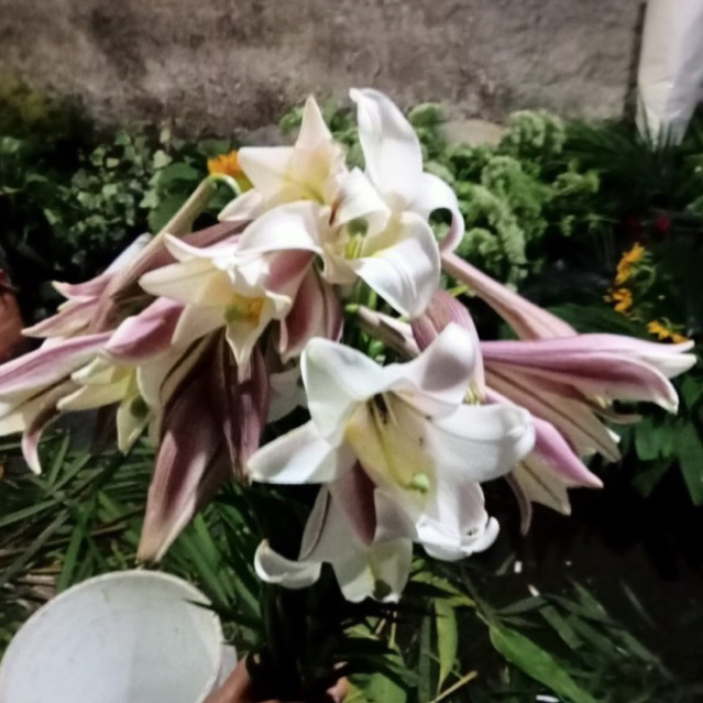 bunga potong lily