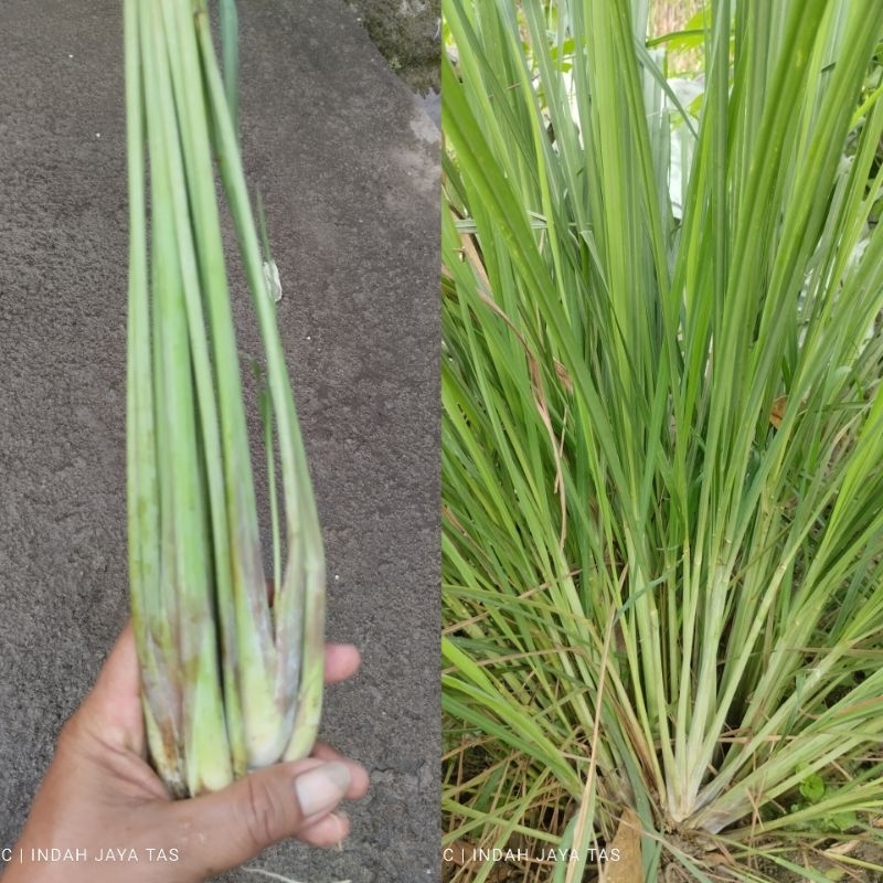 bibit tanaman Serai butuh/serai wangi/serai bumbu dapur/tanaman Obatan