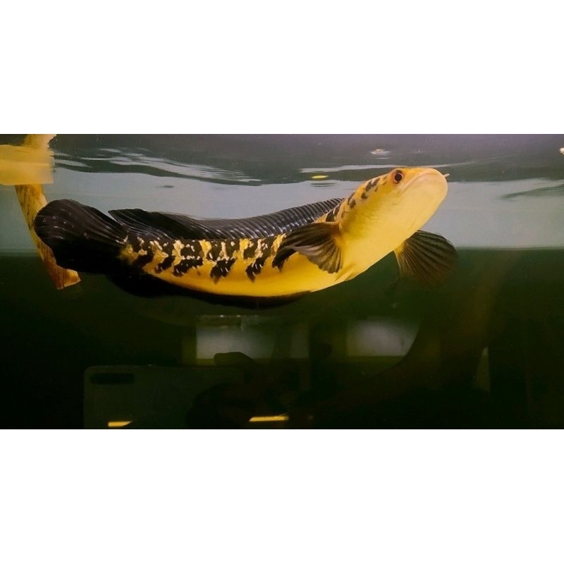 FarhanFish Maru ys/yellow Sentarum BAHAN KONTES BISA COD