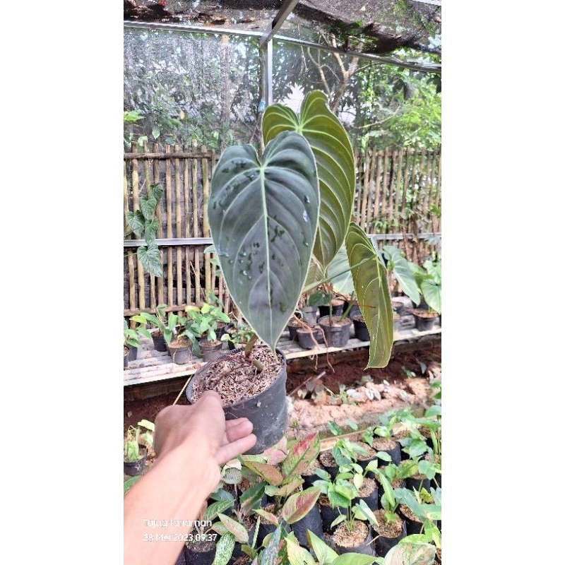 PHILODENDRON MELANOCHRYSUM