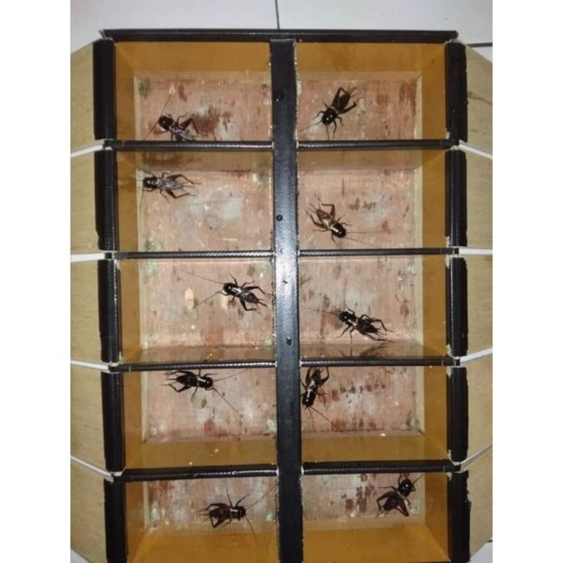 Jangkrik aduan jangkrik kalung jangkrik alam liar