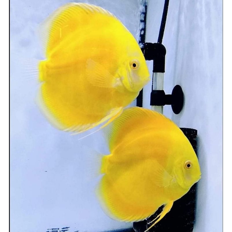 Yellow Valentine Discus 1 inch Grade S+ Full pelet