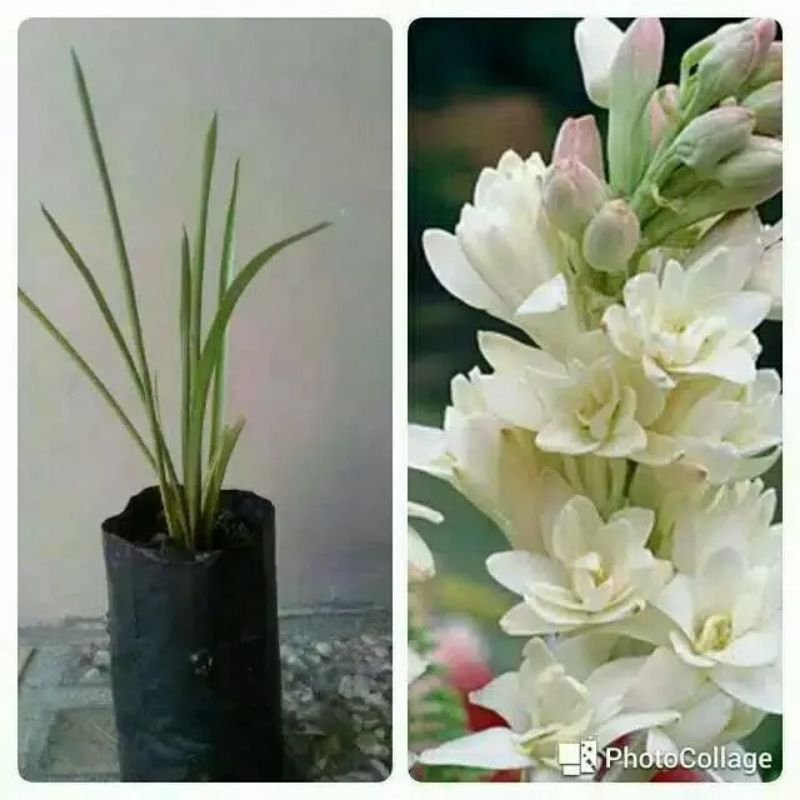 tanaman hias bunga sedap malam