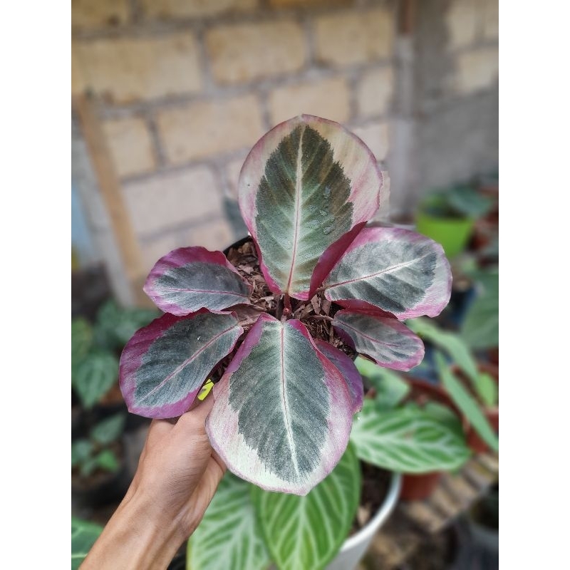 calathea cyntia pink