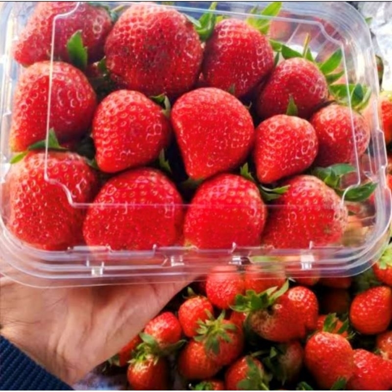

STRAWBERRY FRESH 500GR PREMIUM