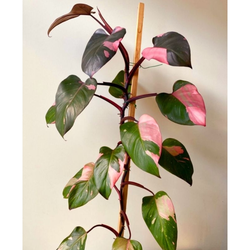 Philodendron Pink Princess Tanaman Hias Bunga Philo Pink Murah Merah BUKAN bonggol bibit - tanaman hias hidup - bunga hidup - bunga aglonema - aglaonema merah - aglonema merah - aglonema murah - aglaonema murah - philo murah - philo pink