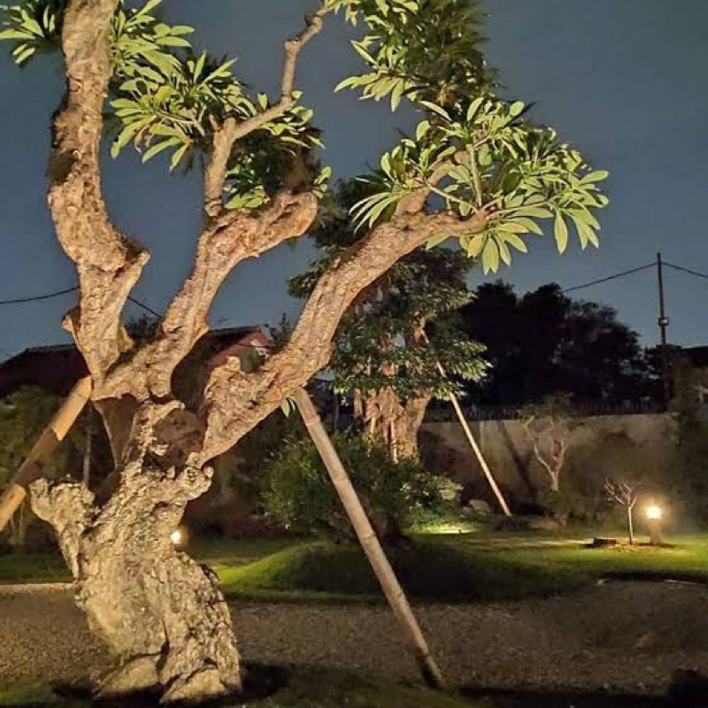 Kamboja bali kamboja besar