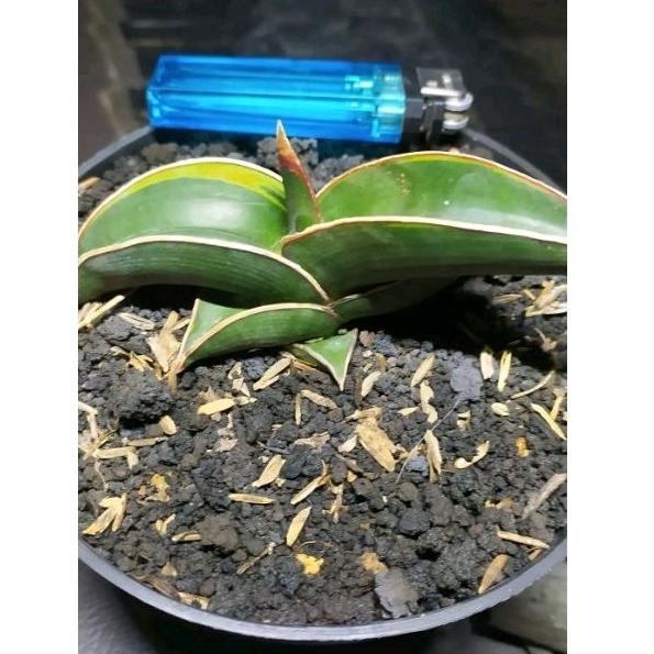 sansevieria rorida varigata