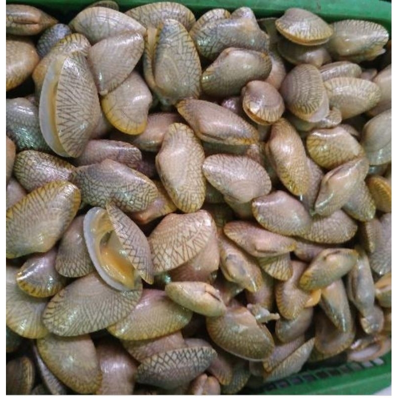 

Kerang Batik Frozen 1kg