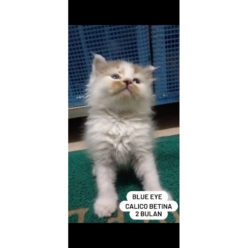 kucing persia kitten