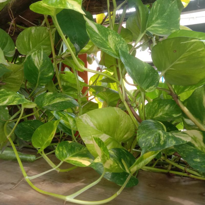 tanaman sirih gading/tanaman hias/tanaman aquarium aquascape