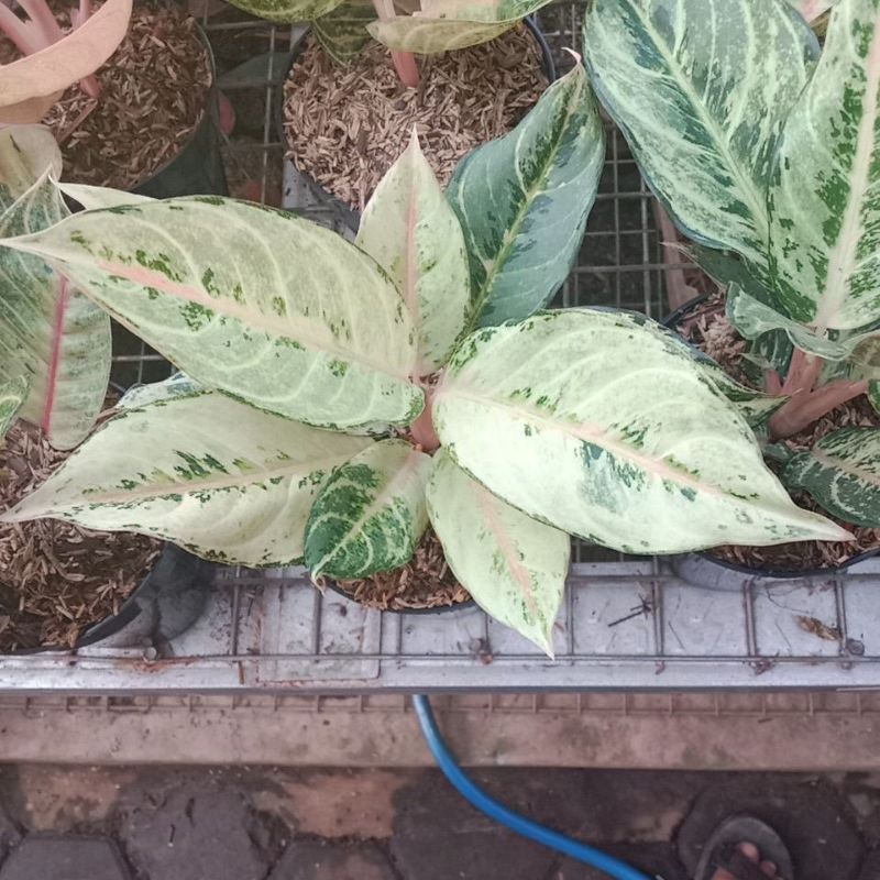 aglaonema frozen