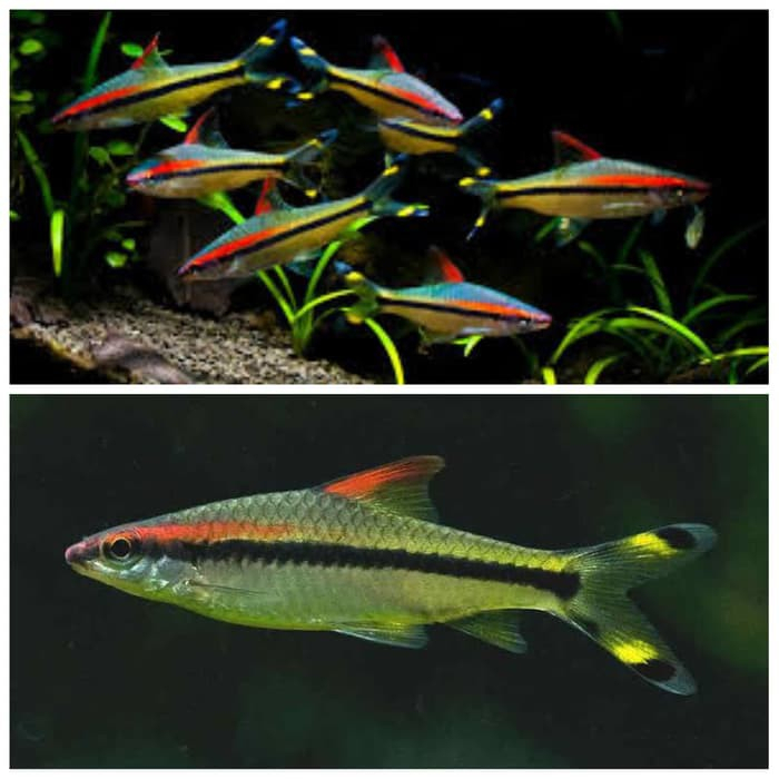 Puntius Denisonii / Denison  Barb / ikan hias Aquascape / Air Tawar