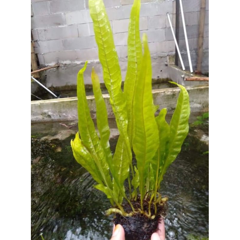 tanaman aquarium tanaman Java fern media wabikusa
