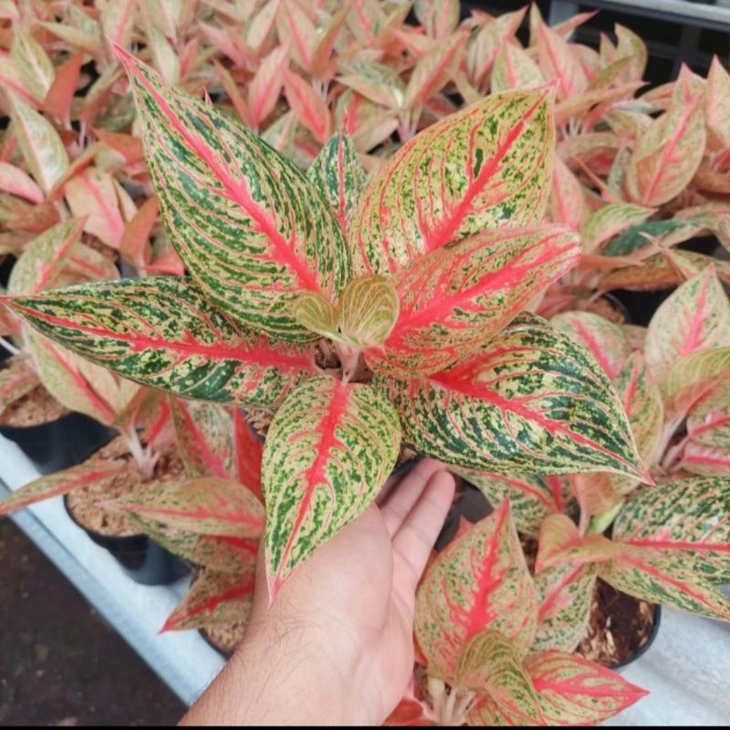 Aglonema legacy merah cantik menawan