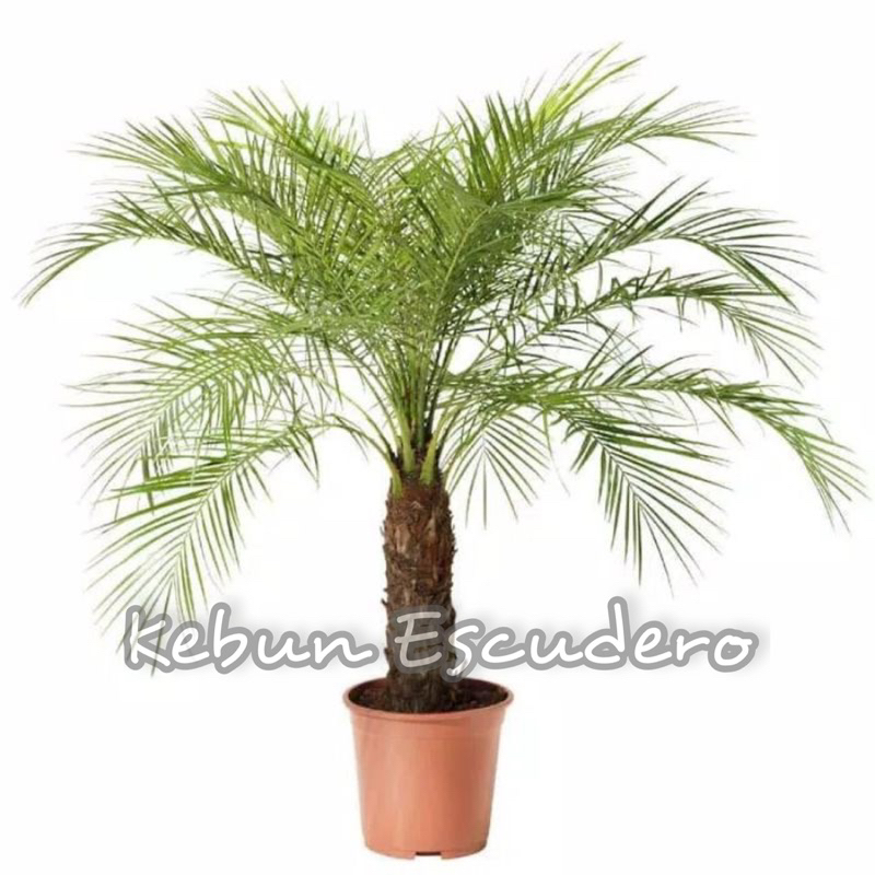 Tanaman Hias Palem Phoenix | Ponix | Palem Duri