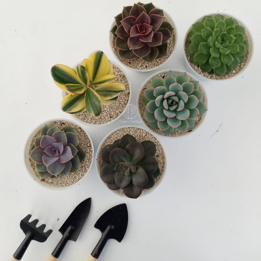 Sukulen | Paket Tanaman hias kaktus sukulen hidup dengan pot dan batu zeloit isi 6 | free Media tana