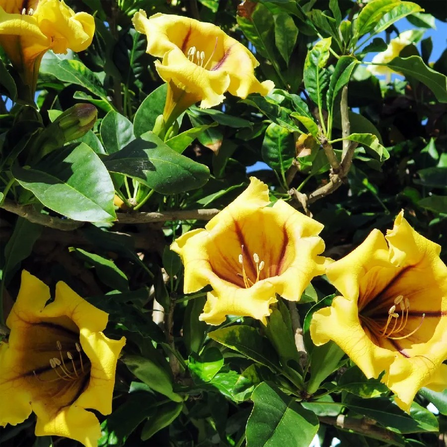 Bunga Cangkir Mas Terompet Solandra Grandiflora Tanaman Hias 2030