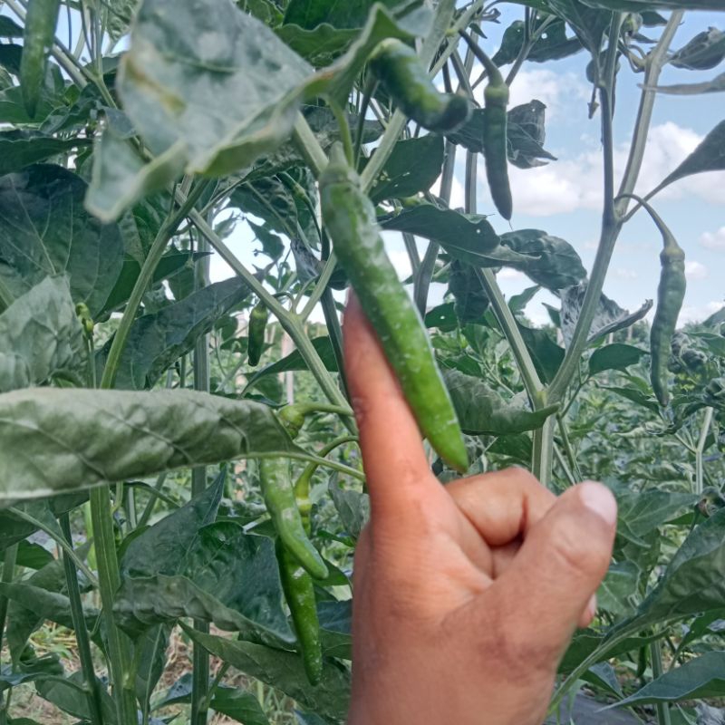 

BENIH/BIBIT CABE RAWIT LOKAL KABAN BRASTAGI TANAH KARO SUMATERA UTARA
