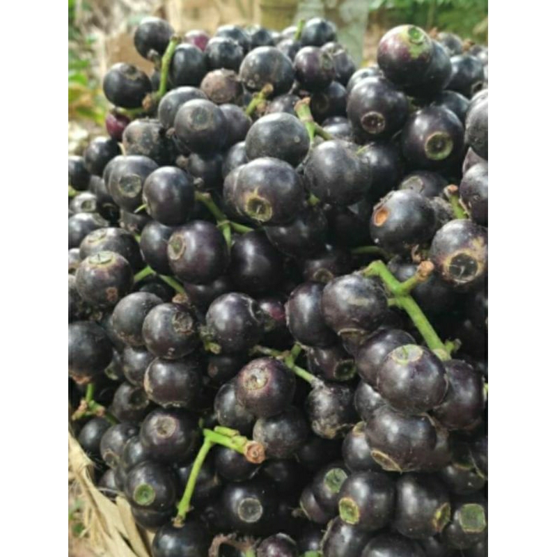 

buah gowok segar 250 gram