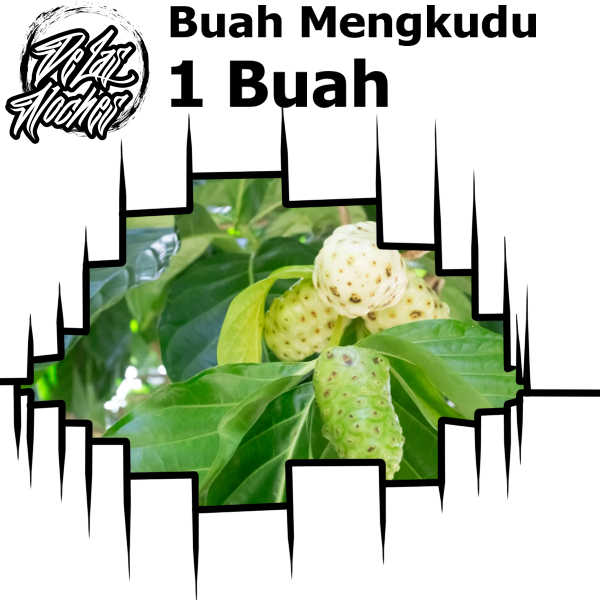 

Buah Mengkudu Untuk Obat Herbal