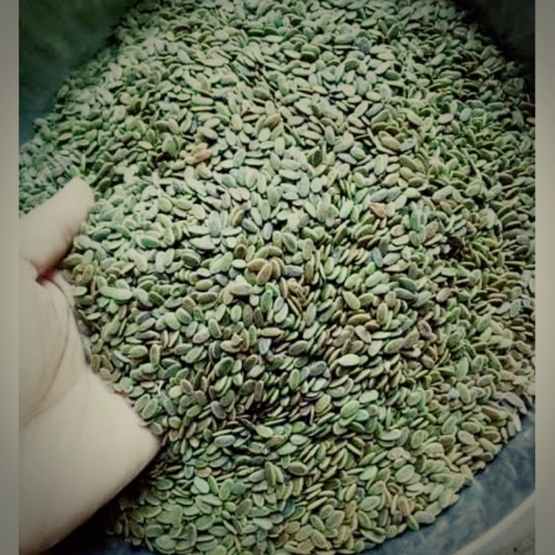 BIJI SENGON LAUT / BENIH SENGON LAUT SUPER / 1 KG / benih sengon laut premium / BIJI SENGON / albasi