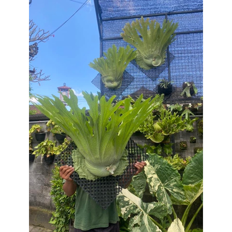 platycerium wandae papua bali kalimantan tanduk rusa tanaman hias monstera kuping gajah anthurium