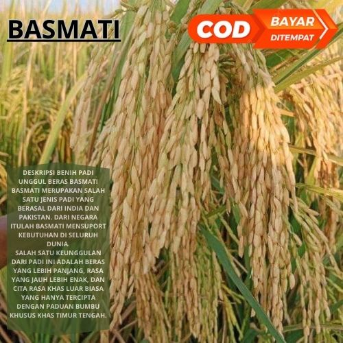 Benih Bibit Padi Basmati 1kg Berkualitas