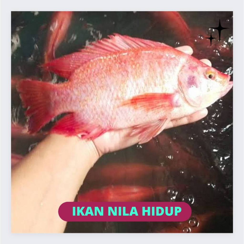 

Ikan Nila Hidup Segar 1Kg