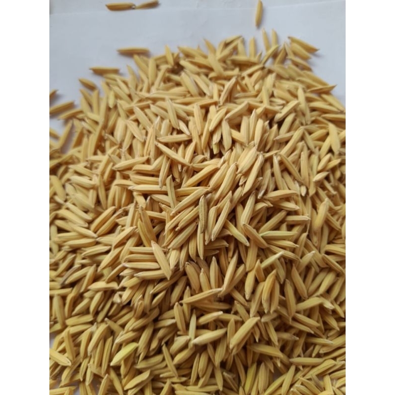 BENIH PADI BASMATI/Benih bibit(500gr & 1000gr/1kg)