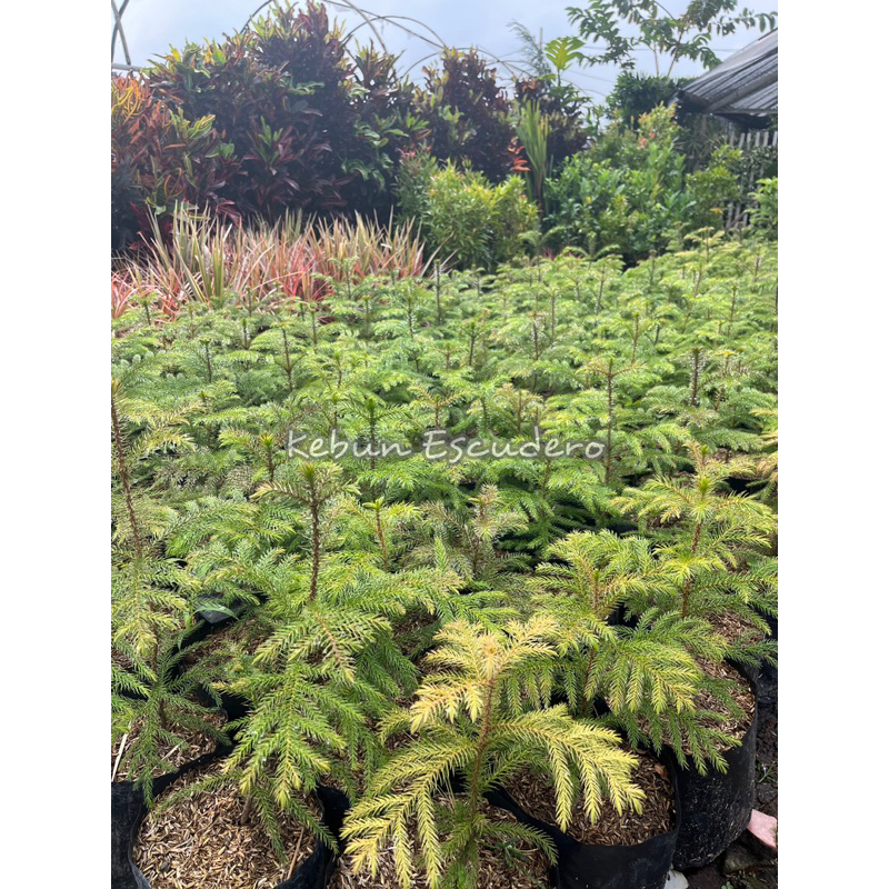 Tanaman Hias Cemara Pentris - Cemara Pentris - Tanaman Pohon Cemara Pentris