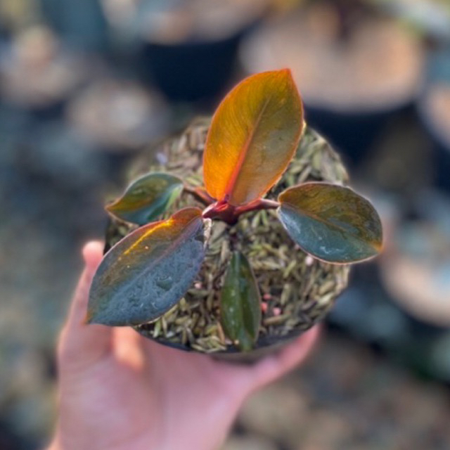 Philodendron Black Cardinal
