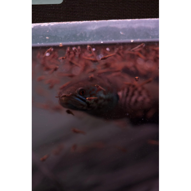 hiasan aquarium baby c. Bleheri  A++ produk bang fish aquatic