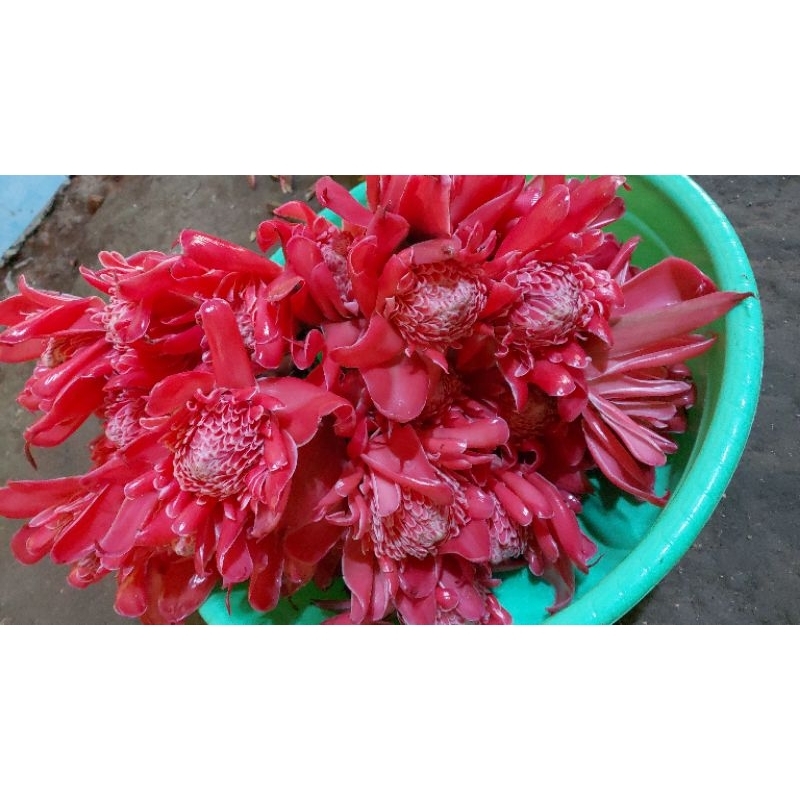 

Kecombrang merah 500gr