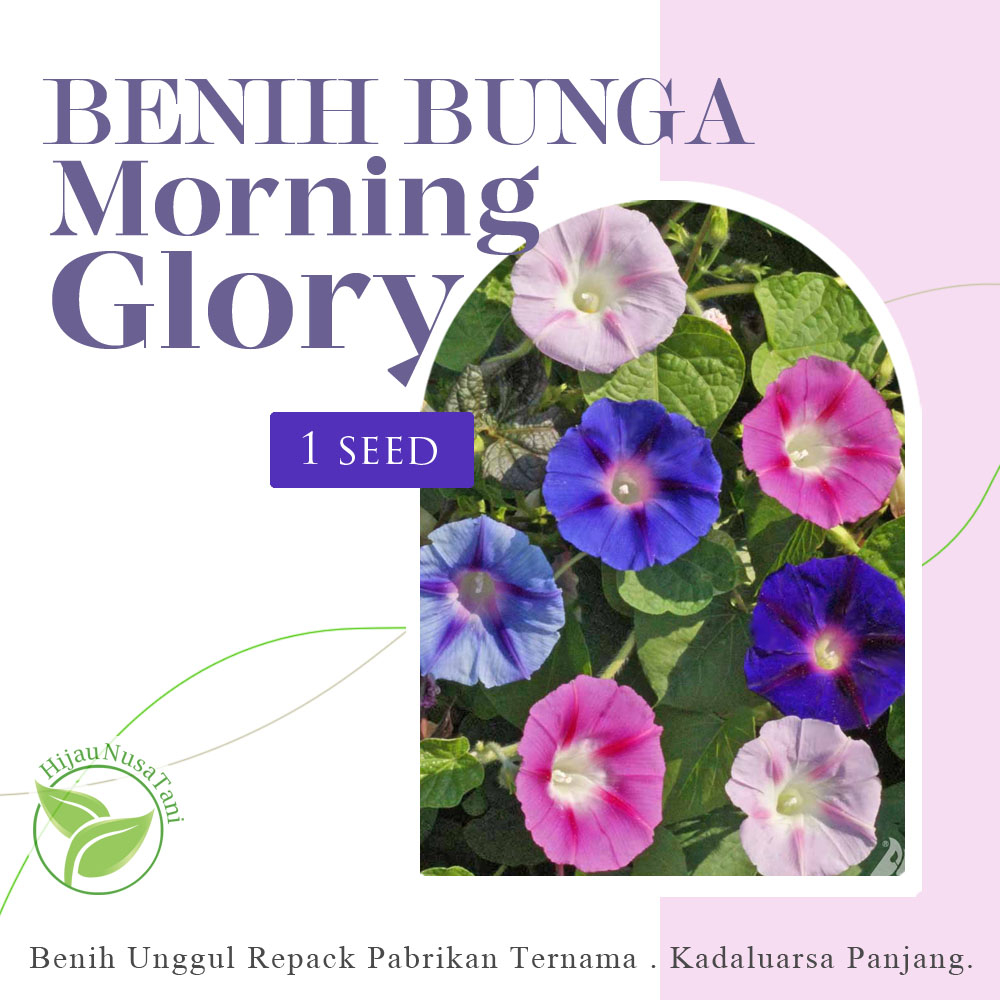 BENIH BUNGA MORNING GLORY Tall Mixed - Repack Ecer Bijian Seribuan Share in Pack 1s 1 10 biji seeds 