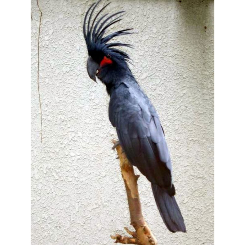 

telur fertil burung raja hitam siap tetas