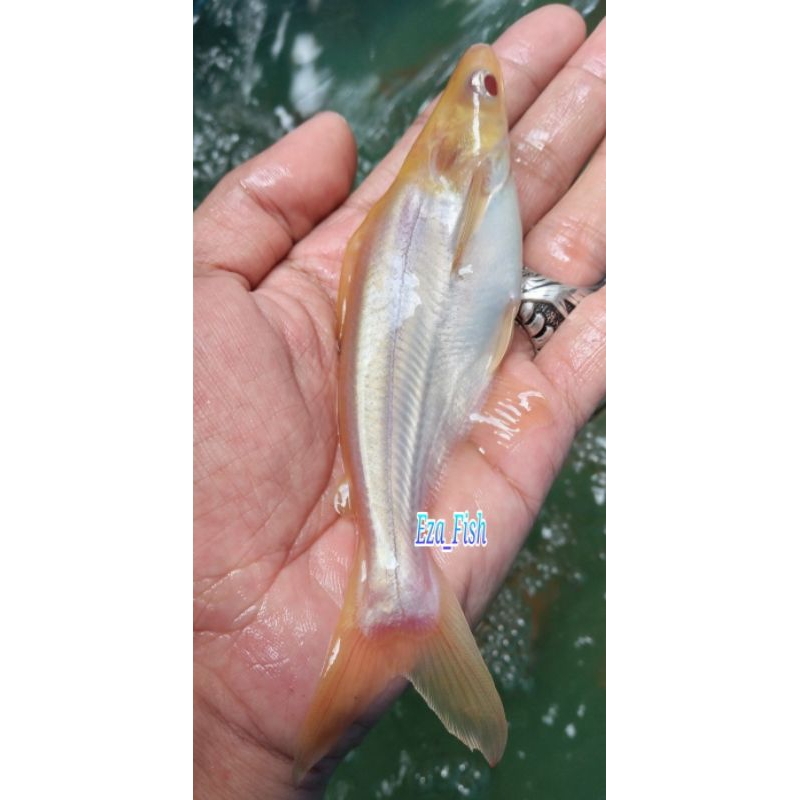 bibit ikan patin albino 8-9cm