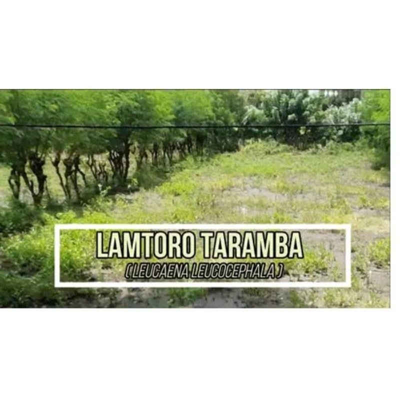 stek biji legum lamtoro Taramba asli dari NTT