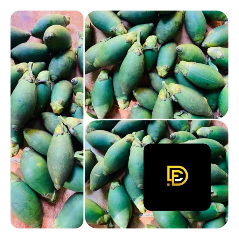 

Pinang muda buah pinang muda segar 500 gram GRATIS akar pinangnya-az