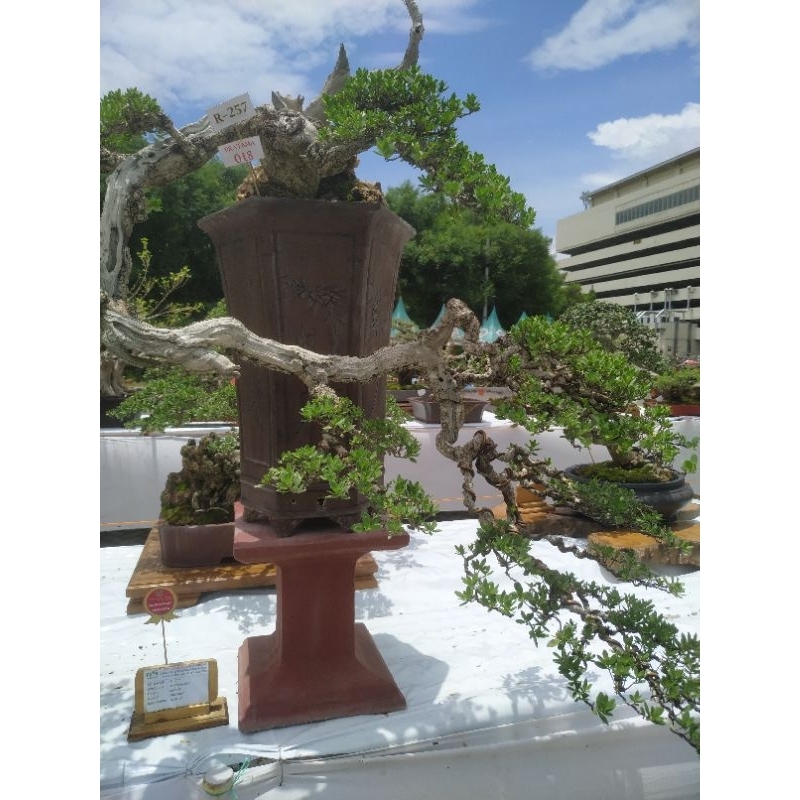 bibit bonsai santigi ( Phempis achidula )