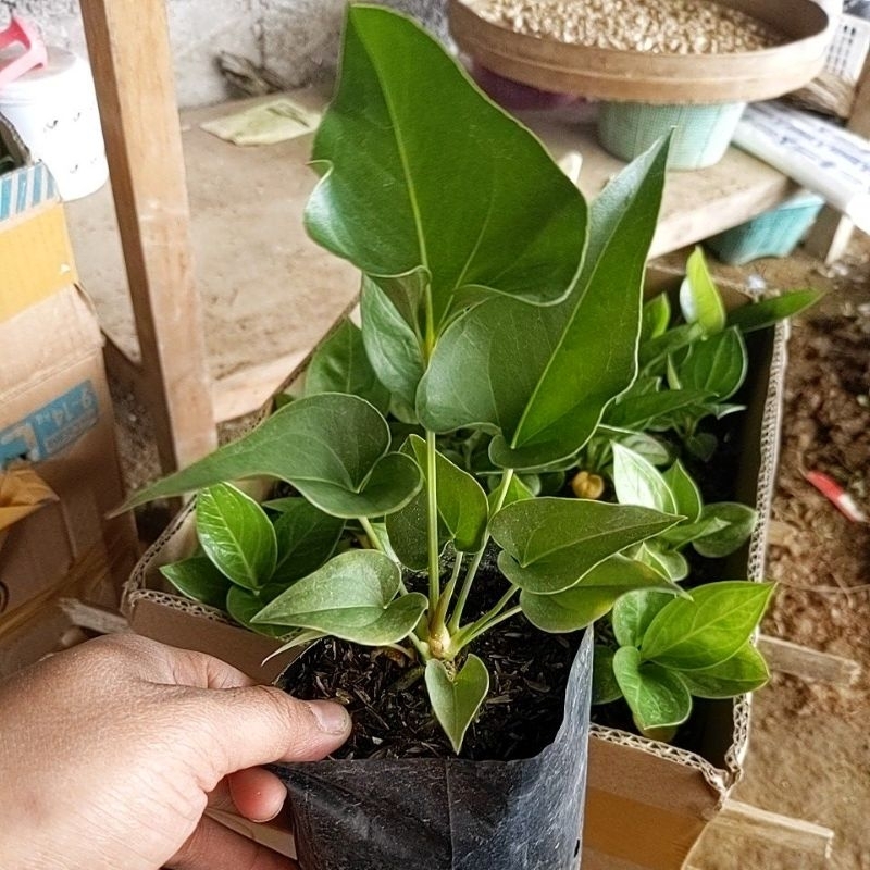 DIARY PETANI - Anthurium Corong Anthurium Brownii Anakan