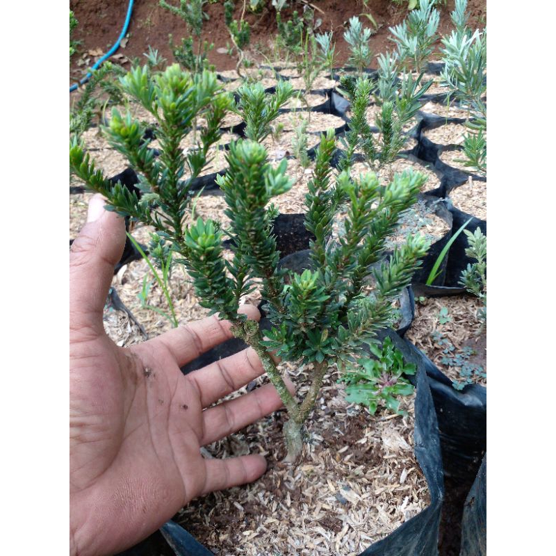 lohansung ori airbrush daun super mikro