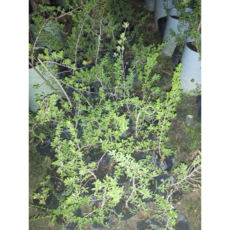 Bahan bonsai santigi hasil cangkok