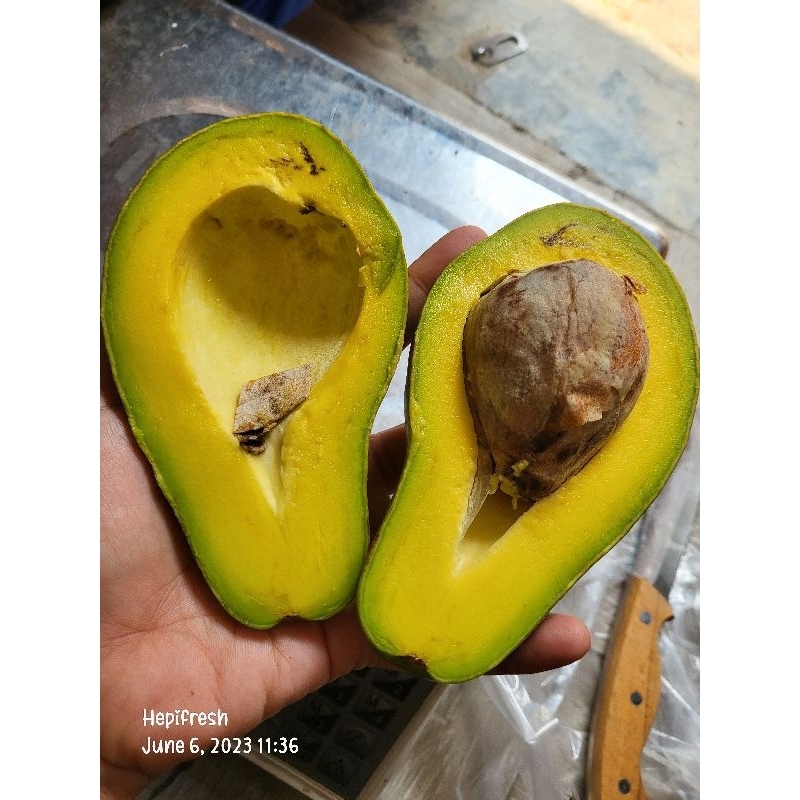

Alpukat lampung timur super