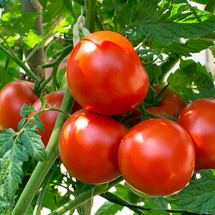 benih Sayur-sayuran (benih tomat sayur unggul)